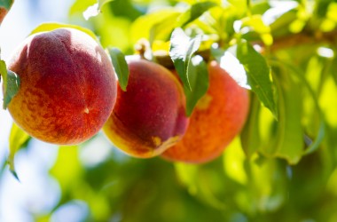 La frutta in tutte le sue forme: tipologie, benefici e svantaggi